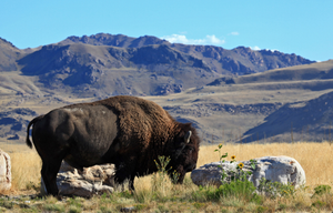Antelope Island