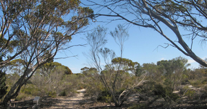 Monarto Woodlands, Thomas Crescent